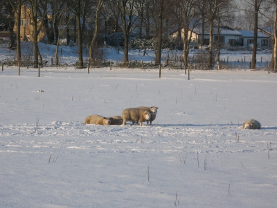 Winterweer: nieuws van de gemeente Ermelo