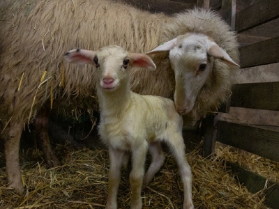 Lammetjesdag bij de schaapskooi in Ermelo geannuleerd