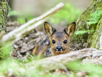 Natuur in beeld: een nieuwe generatie