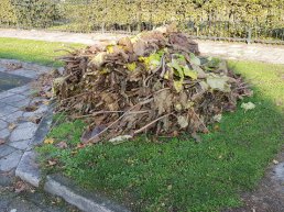 Ophaaldagen snoeiafval in Ermelo