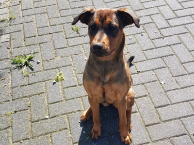 Hond aan de lijn, is voor kwetsbare dieren fijn!