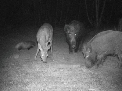 Nachtfoto van een das in de Harderwijkse bossen