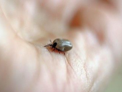 Gaat u de natuur in? Pas op voor teken!