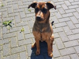 Geen tijdelijke aanlijnplicht voor honden meer