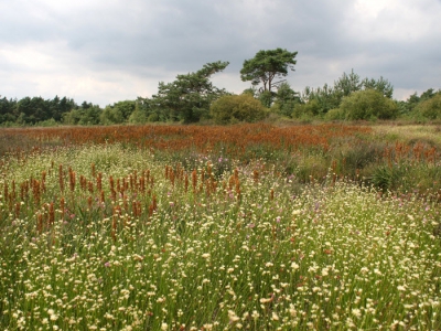 Bijzondere planten