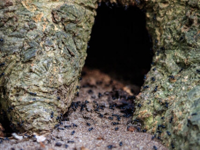 Kinderactiviteit: Kleine dieren in het bos