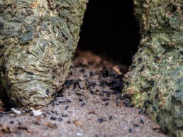 Kinderactiviteit: Kleine dieren in het bos