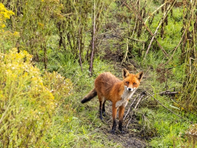  Vosje in de (foto)val