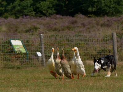 Schilderen op de Ermelosche Heide? Doe mee!