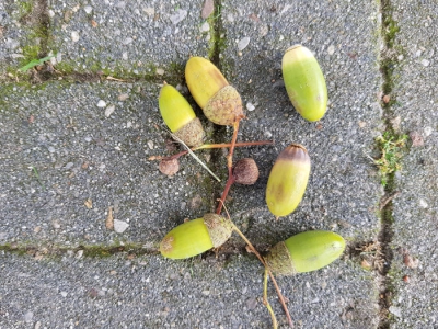 Groene eikels kunnen giftig zijn voor honden