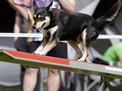 Spectaculaire landelijke agilitywedstrijd voor honden