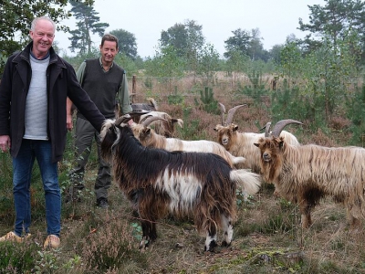 Proef met landgeiten in heidegebied Ermelo