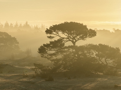 Blikvangers in de Gelderse natuur