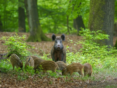 Herfstsporen zoeken van wild