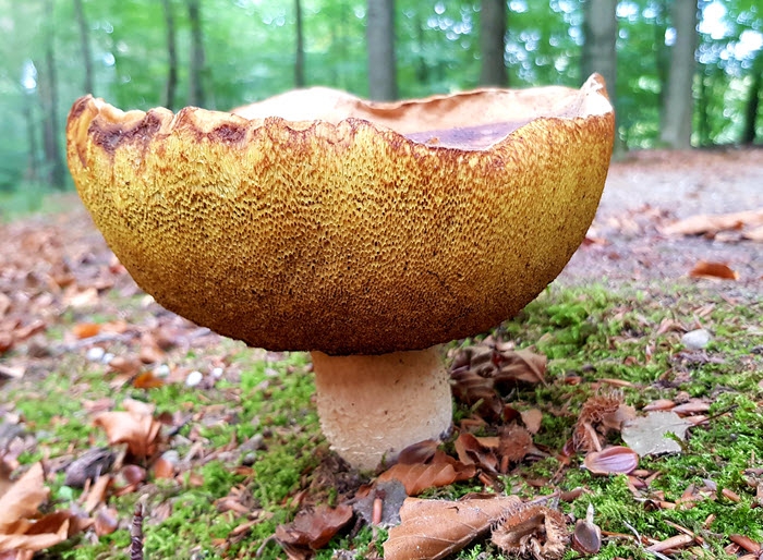 Paddenstoelenwandeling op Landgoed Staverden