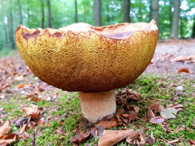 Paddenstoelenwandeling op Landgoed Staverden