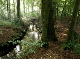 Langs de beek, landgoed Staverden