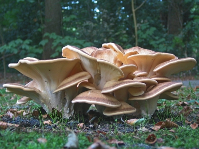 Lezing ‘Paddenstoelen determineren in het Pakhuis Ermelo’ op 15 februari 2022