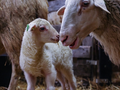 Het eerste lammetje is geadopteerd door Burgemeester Dorine Burmanje van Ermelo