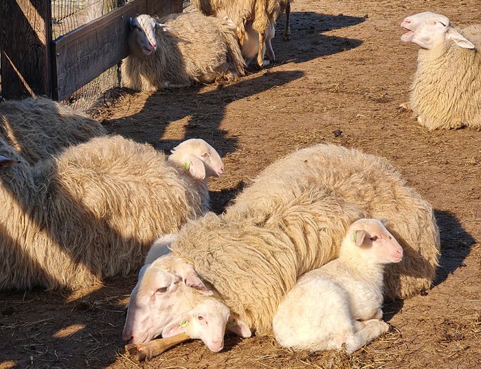 Zaterdag 2 april: Lammetjesdag bij schaapskooi Ermelo