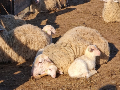 Zaterdag 2 april: Lammetjesdag bij schaapskooi Ermelo