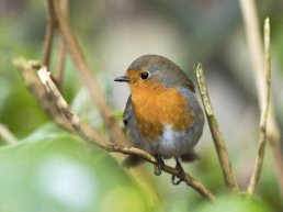 Vroege vogels op landgoed Staverden