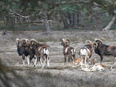 Wandelen in het Elspeterbos 