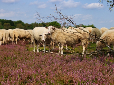 Schapen op de bloeiende hei (column)