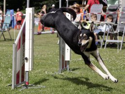 Spectaculaire landelijke agilitywedstrijd voor honden