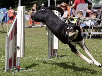 Spectaculaire landelijke agilitywedstrijd voor honden