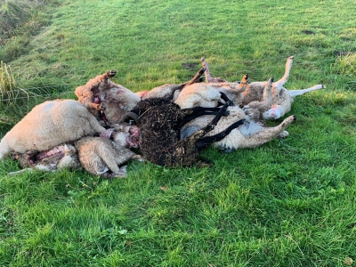 Schapen doodgebeten in de Hierdense Mheenlanden