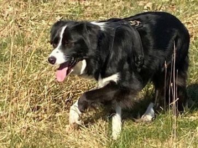 Speurhonden ingezet bij zoekactie in Harderwijk naar bordercollie Mave