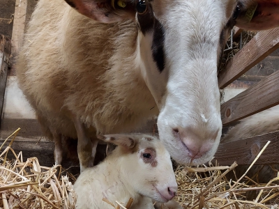 Eerste lammetje geboren bij Stichting Schapedrift in Ermelo