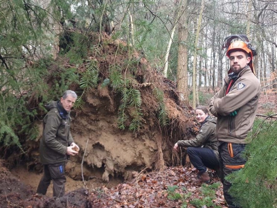 Boswachters helpen de natuur door bomen omver te trekken