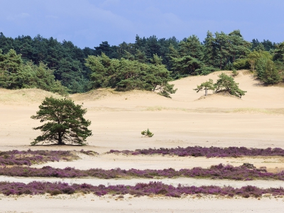 Aanpassingen in paden en routes rond het Hulshorsterzand