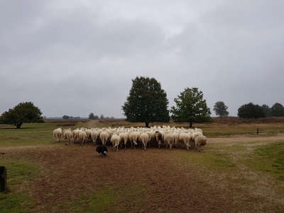 Bescherming vennetje Schaapskooi