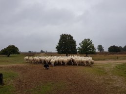 Bescherming vennetje Schaapskooi