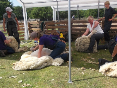 Zaterdag 3 juni 2023: Schaapscheerdersfeest in Ermelo