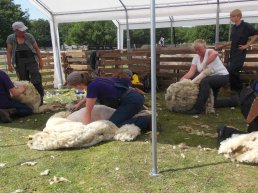 Zaterdag 3 juni 2023: Schaapscheerdersfeest in Ermelo