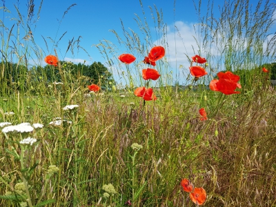 Dino-speurtocht bij tuincentrum de Struukakkers