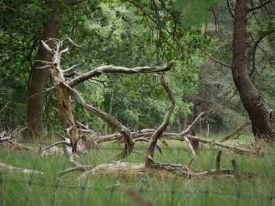 Avondwandelingen speuren naar sporen