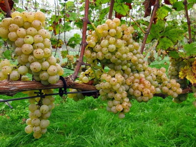 Zaterdag 16 september Open Dag bij Wijngaard Telgt in Ermelo en 3 seizoenen tuinen route  