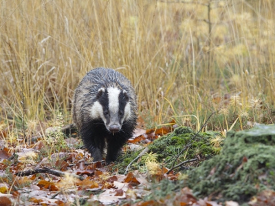 Dieren in de winter, Landgoed Staverden