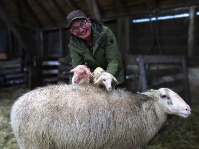 Eerste lammetje geboren bij Schaapskooi Ermelo  