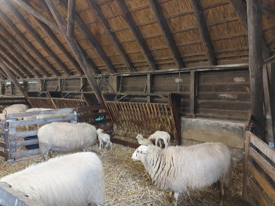 Zaterdag 16 maart lammetjesdag op de Schaapskooi in Ermelo