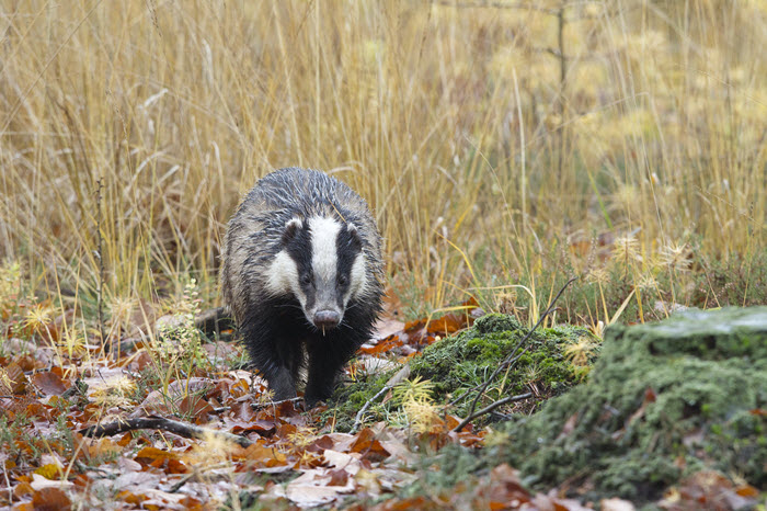 Dieren in de winter