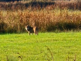Wolven in Ermelo: zorg voor veiligheid