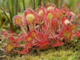 Bijzondere plantenexcursie op landgoed Staverden