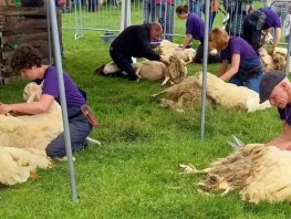 Zaterdag 14 juni 2025: Wol- en schaapscheerfestijn