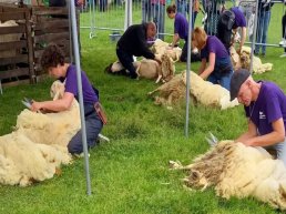 Zaterdag 14 juni 2025: Wol- en schaapscheerfestijn